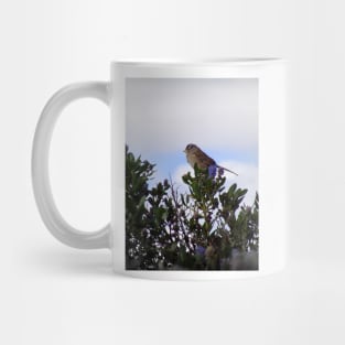 White crowned sparrow in a blue blossom Ceanothus Thyrsiflorus bush 3 Mug